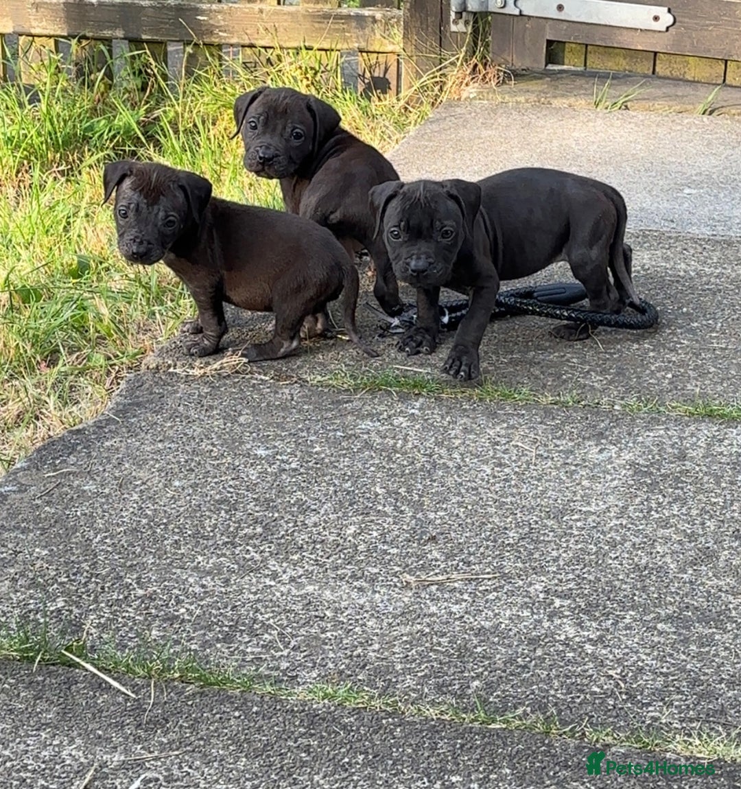 Staffordshire Bull Terrier dogs for sale: Staffordshire Bullterrier pups! - Image 3