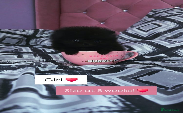 Pomeranian dogs - Advert 1