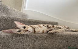 Bengal cats for sale: TICA Reg. Snow Mink Bengal Kitten - 11 Months - Image 1