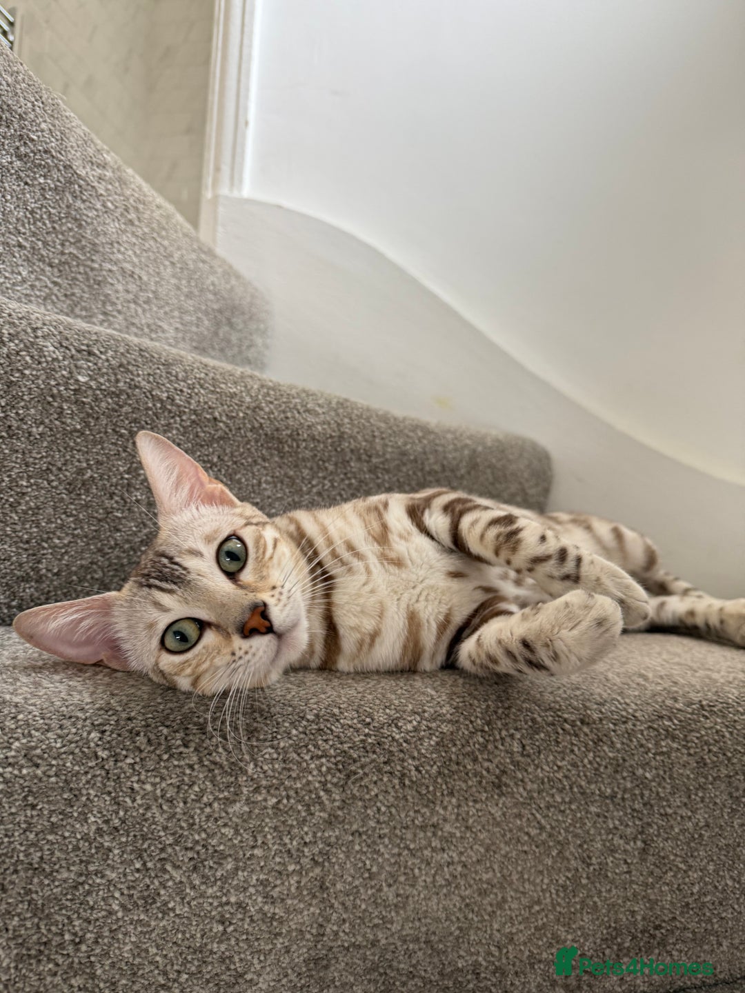Bengal cats for sale: TICA Reg. Snow Mink Bengal Kitten - 11 Months - Image 1