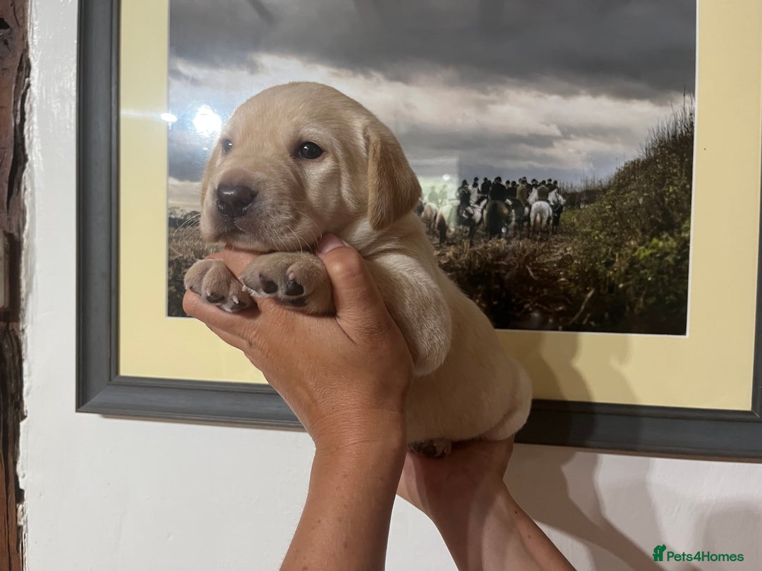 Labrador Retriever dogs for sale: QUALITY HEALTH TESTED KC LABRADOR PUPPIES  - Image 11