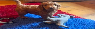 Cockapoo 2