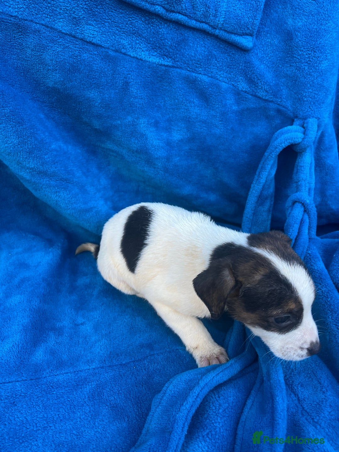 Beagle dogs for sale: Beagle boy puppy  - Advert 6