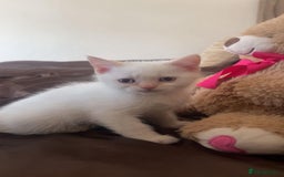 British Shorthair cats for sale: British Shorthairs For Sale - Image 6