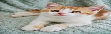 Boy 2