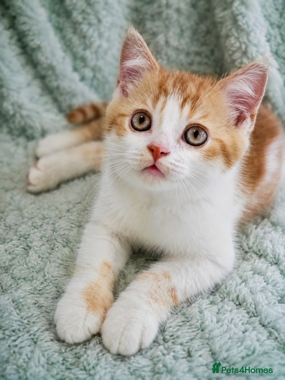 British Shorthair cats for sale: Gorgeous British Shorthair Kittens - READY NOW - Advert 20