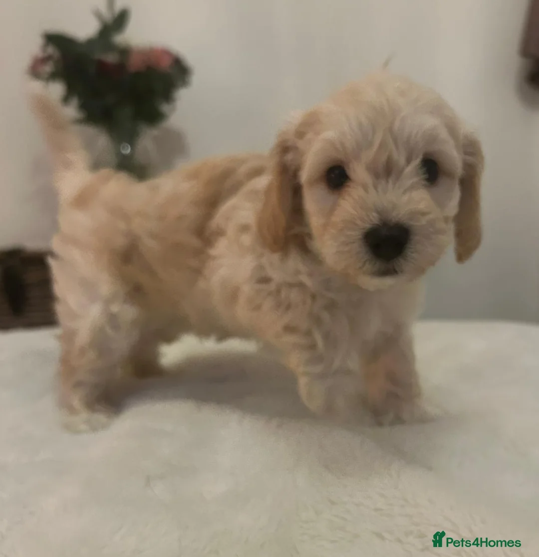 Jackapoo dogs for sale: Jackapoo puppies - Advert 27