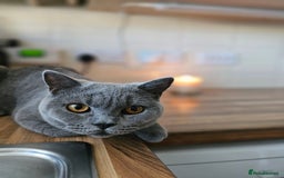 British Shorthair cats for sale: Looking for new Home ❤️ - Image 5