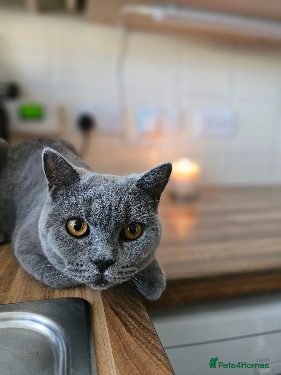 British Shorthair cats for sale: Looking for new Home ❤️ - Image 5