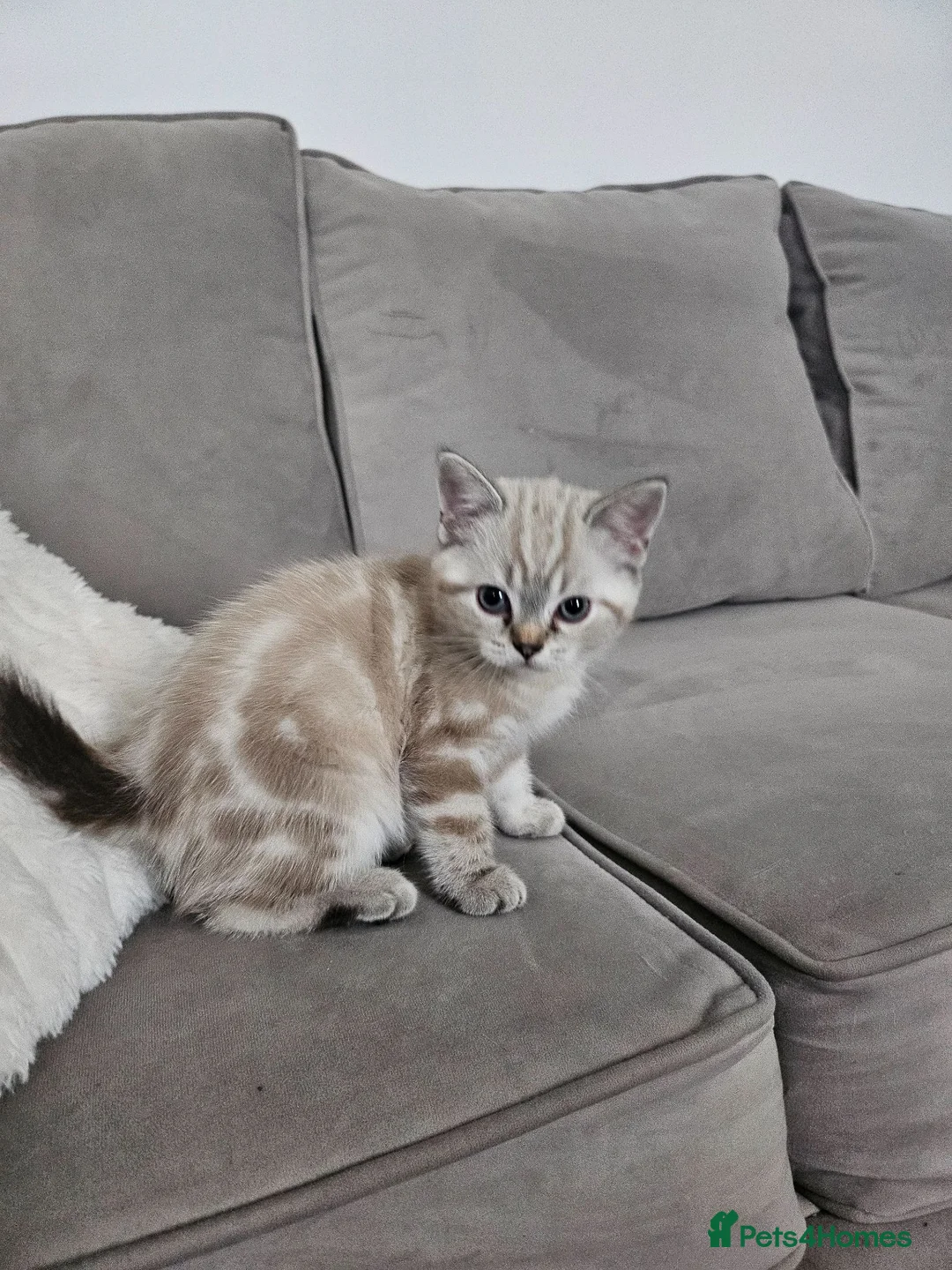 Bengal cats for sale: Bengal x British Shorthair  - Advert 2