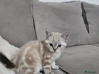 Bengal cats Bengal x British Shorthair - Advert 3