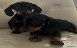 Miniature Dachshund dogs for sale: Beautiful mini dachshunds  - Image 2