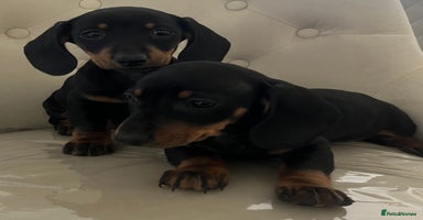 Miniature Dachshund dogs - Advert 5