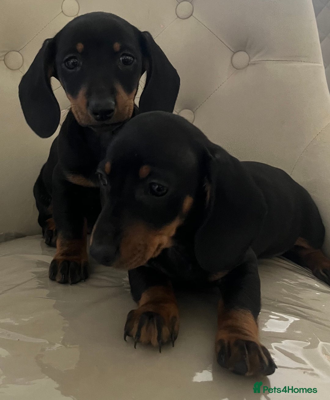 Miniature Dachshund dogs for sale: Beautiful mini dachshunds  - Image 2