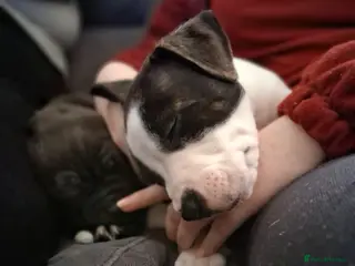 Mixed Breed dogs Beautiful American bully x staff pups. - Advert 14