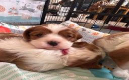 Cavalier King Charles Spaniel dogs for sale: Fully health tested CKCS 🐶💙🐾 - Image 17