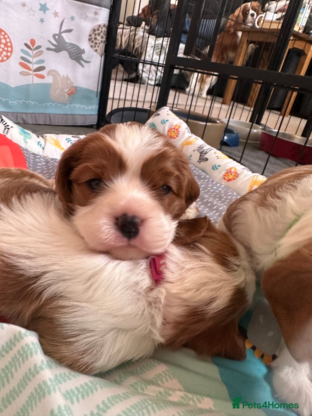 Cavalier King Charles Spaniel dogs for sale: Fully health tested CKCS 🐶💙🐾 - Image 17