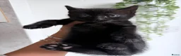 American Shorthair cats for sale: Beautiful kittens  - Advert 10
