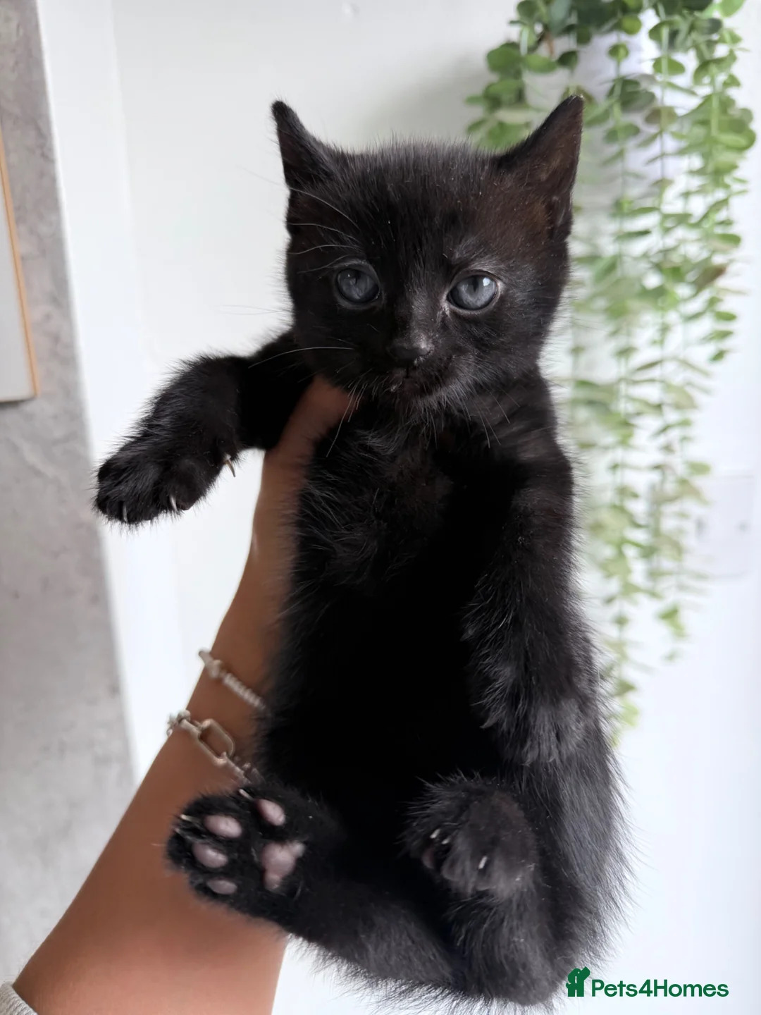 American Shorthair cats for sale: Beautiful kittens  - Advert 10