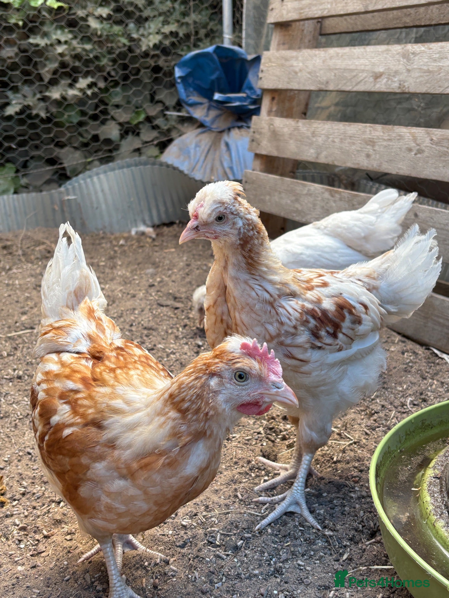Chickens poultry friendly young rooster  - Advert 1