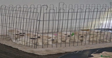 Maltese dogs - Advert 14