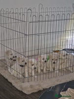 Maltese dogs - Advert 3