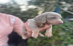 Dachshund dogs for sale: Beautiful dachshund puppies  - Image 8
