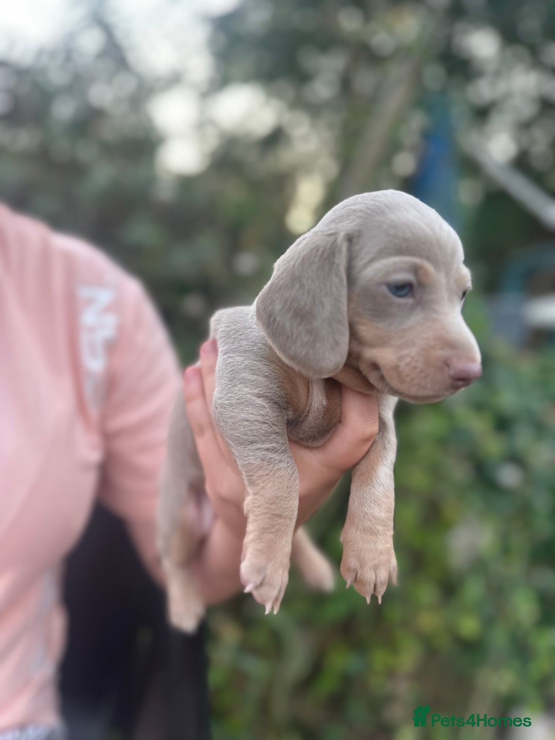 Dachshund dogs for sale: Beautiful dachshund puppies  - Image 8