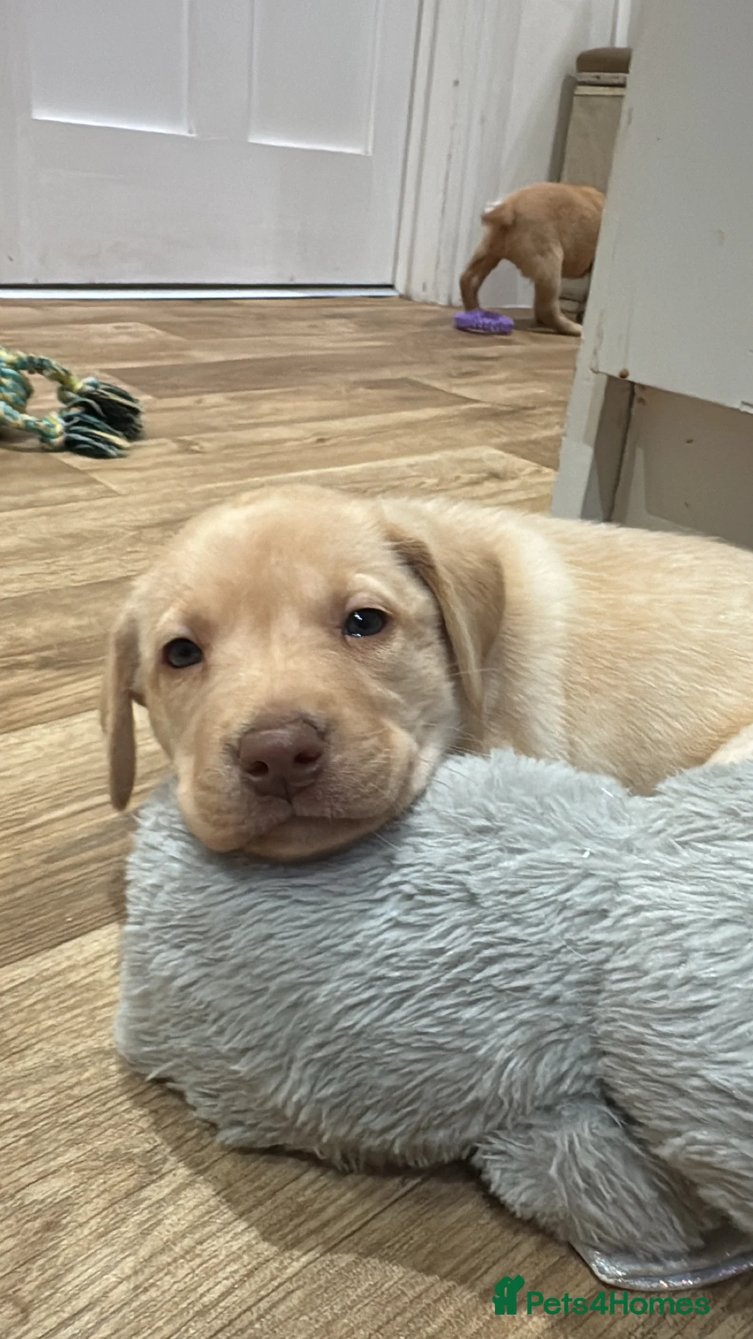 Labrador Retriever dogs for sale: Beautiful Chocolate and Yellow working Labradors  - Advert 30