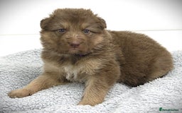 German Shepherd dogs for sale: GORGEAOUS K/C Registered German Shepherd puppies - Image 22