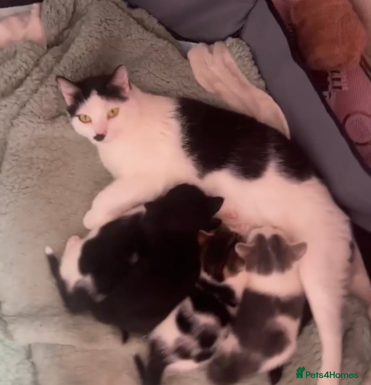 Mixed Breed cats Four gorgeous kittens looking for forever homes - Advert 1