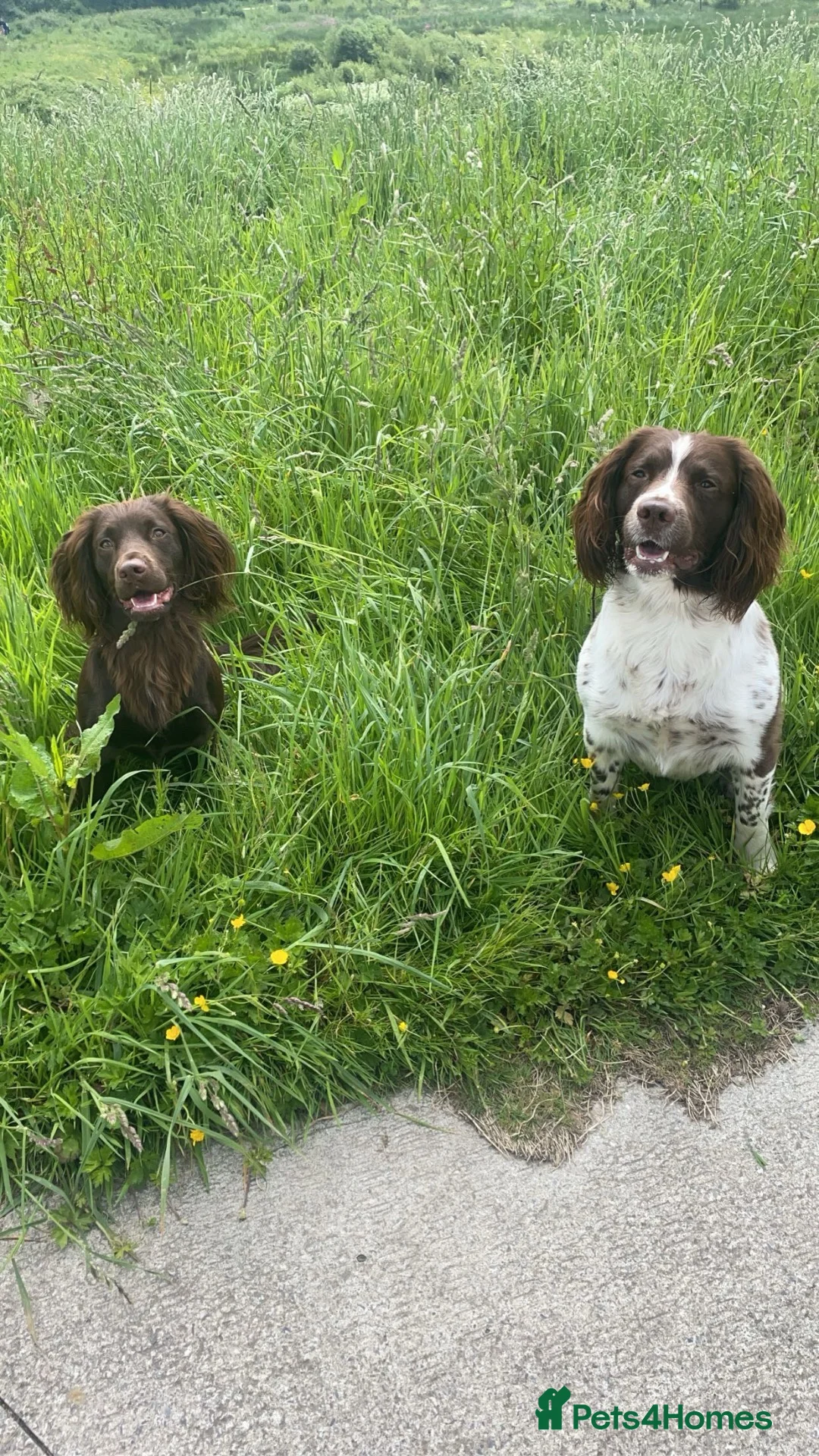 English Springer Spaniel dogs for stud: KC Registered Springer Spaniel Available for Stud - Advert 3