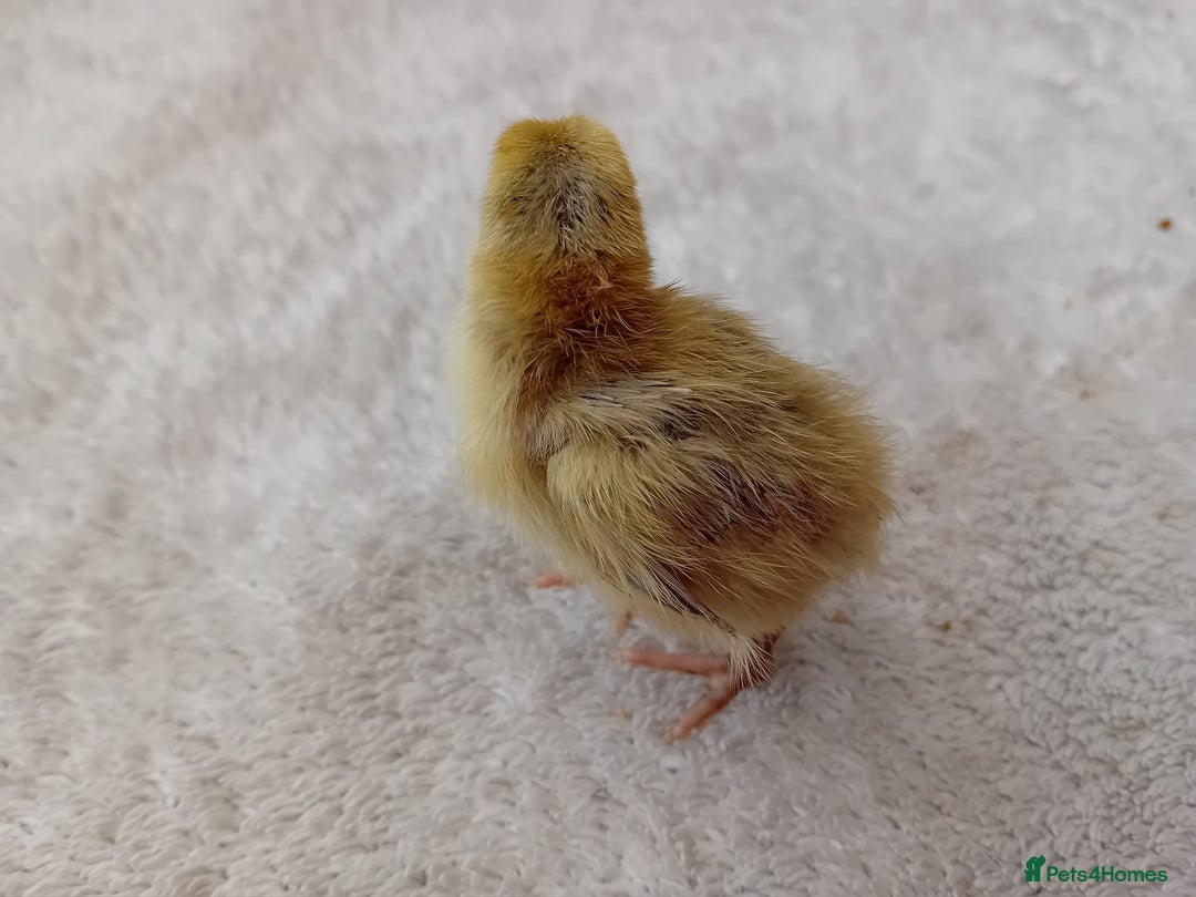 Quail poultry for sale: Coturnix, Celadon and Chinese Painted Quail Chicks - Image 9