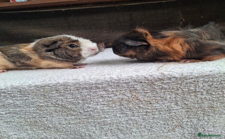 Guinea Pig rodents - Advert 5