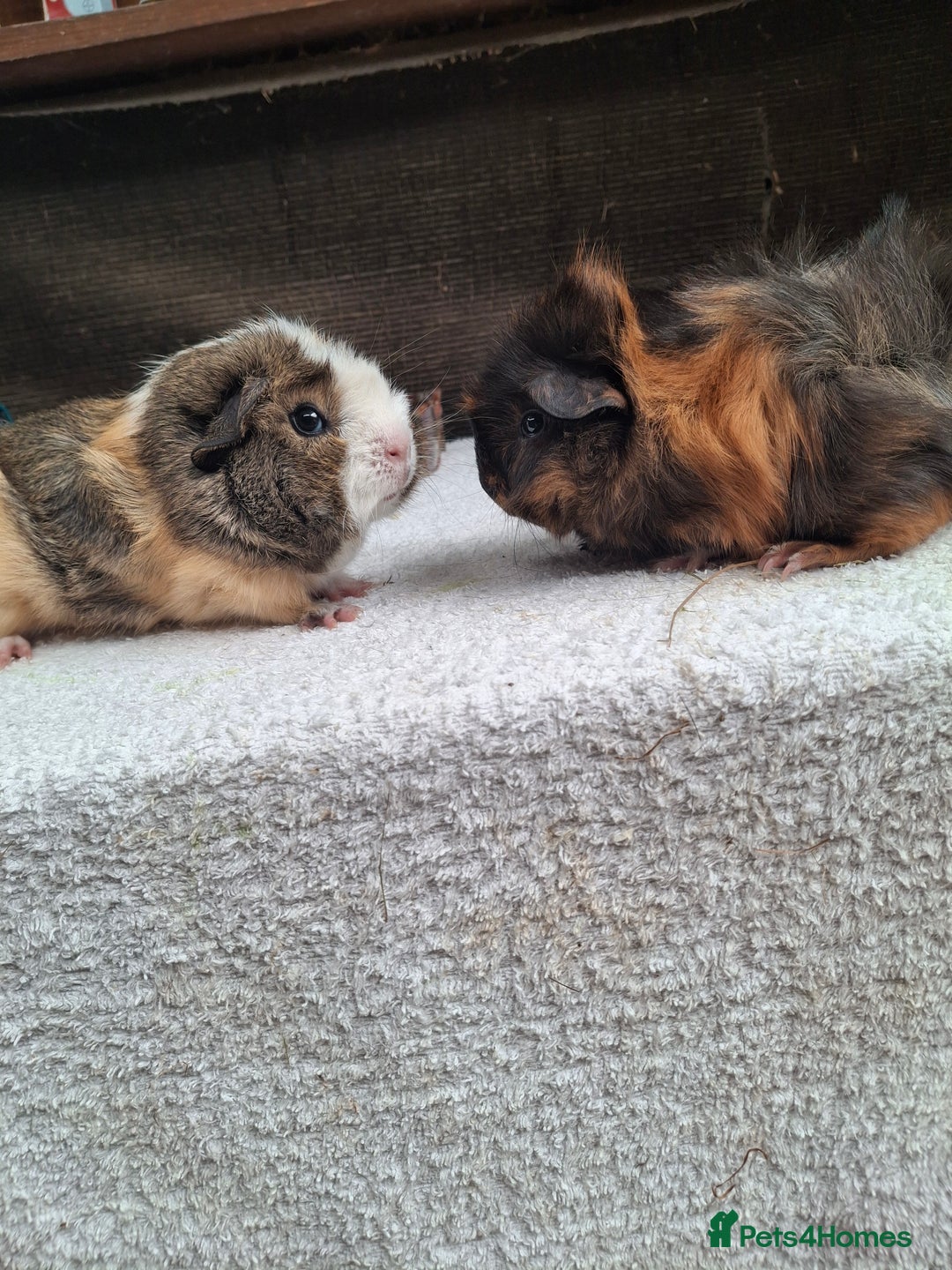 Guinea Pig rodents for sale: Baby Female Guineapigs  - Image 1