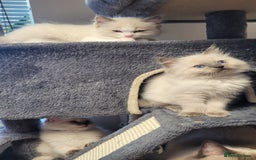 Ragdoll cats for sale: 🐾😺 3 Fluffy Ragdoll Kittens Waiting for You ♥♥♥ - Image 20