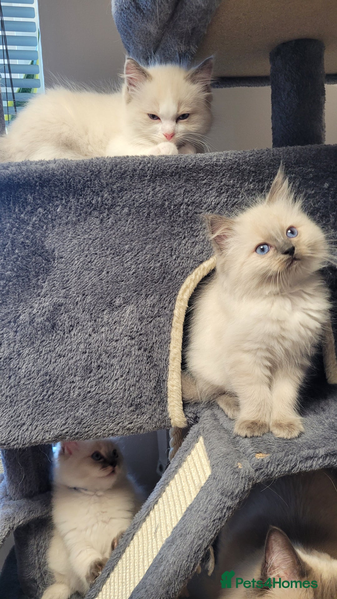 Ragdoll cats for sale: 🐾😺 3 Fluffy Ragdoll Kittens Waiting for You ♥♥♥ - Image 20