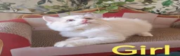 Ragdoll cats for sale: GCCF REGISTERED BEAUTIFUL RAGDOLLS KITTENS  - Advert 24