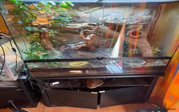 Skink reptiles for sale: Pink tongue skink with enclosure  - Image 2