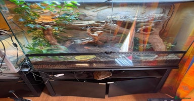Skink reptiles - Advert 9