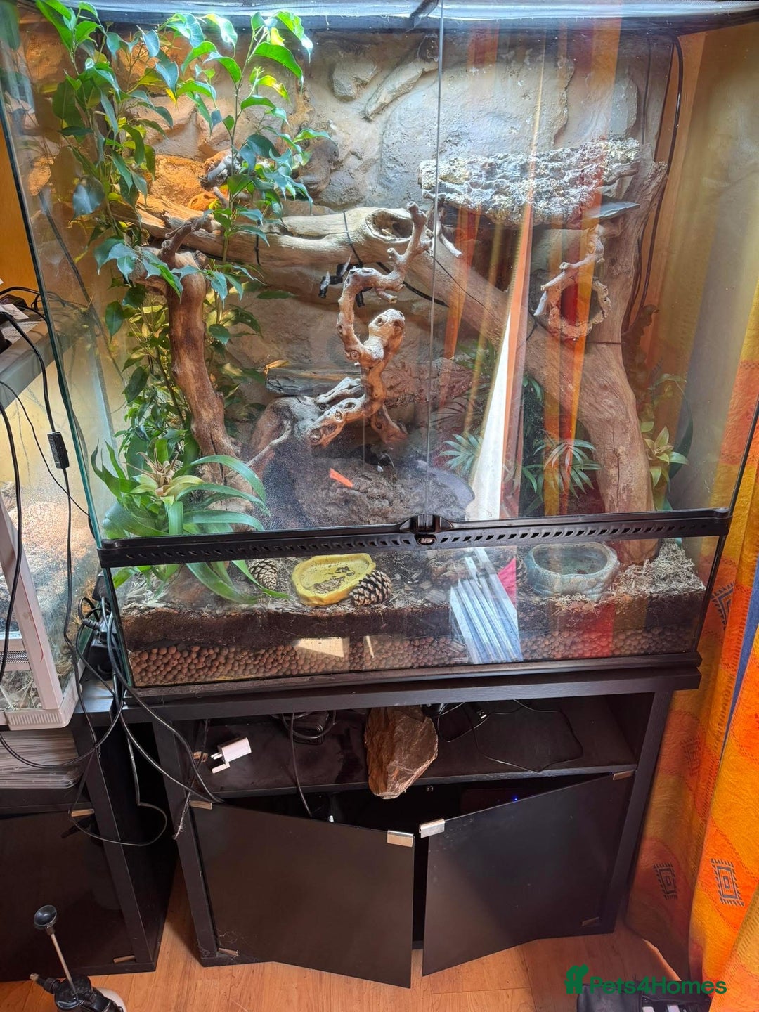 Skink reptiles for sale: Pink tongue skink with enclosure  - Image 2