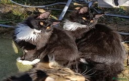 Maine Coon cats for sale: Maine-Coon kittens  - Image 4