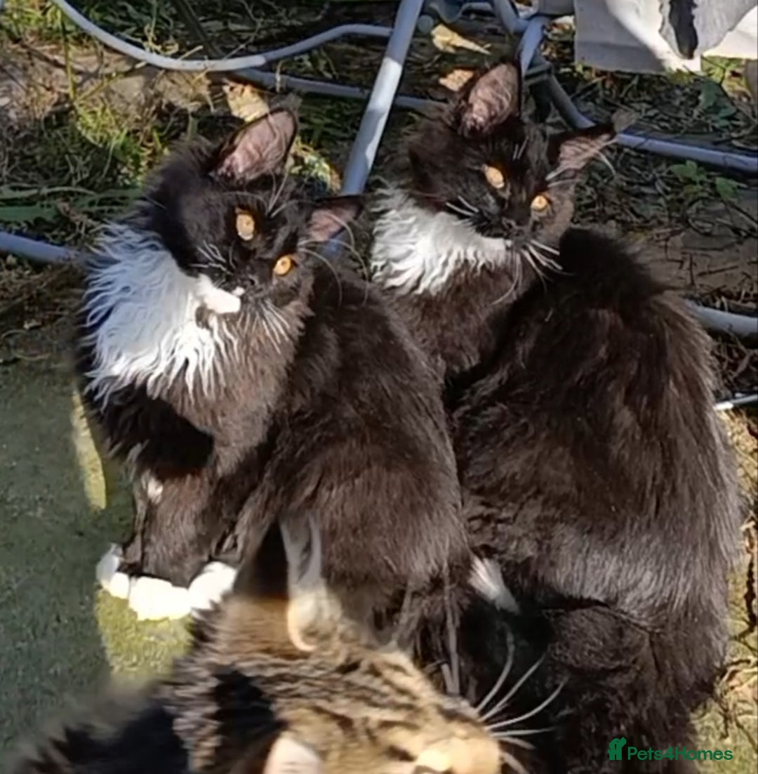 Maine Coon cats for sale: Maine-Coon kittens  - Image 4