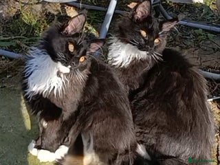 Maine Coon cats - Advert 5