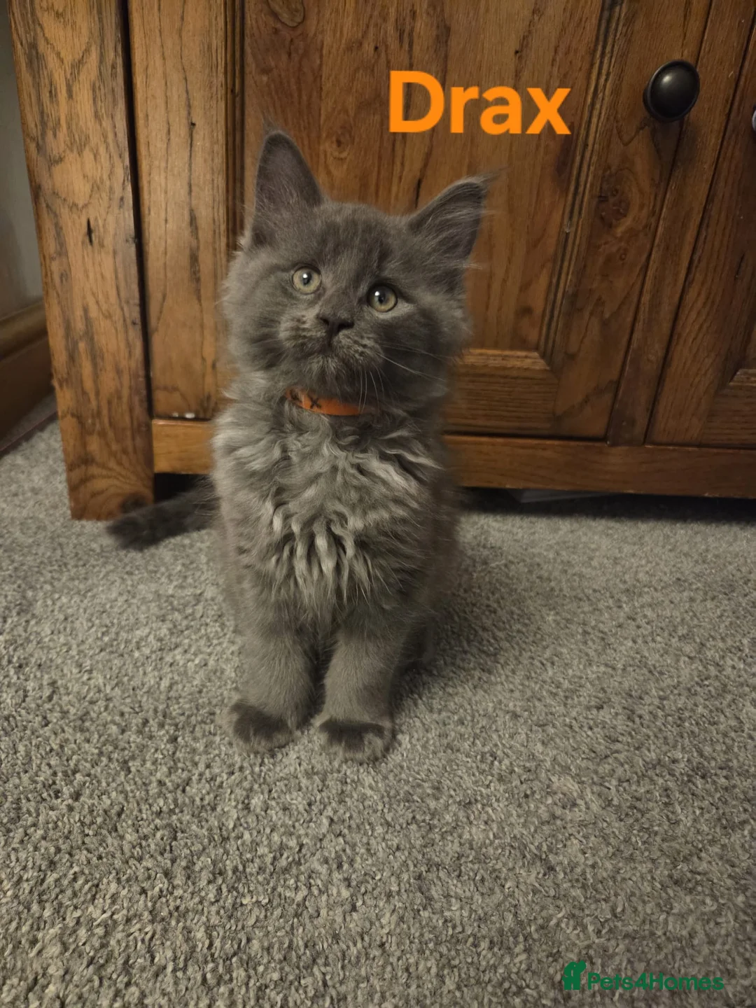 Maine Coon cats for sale: 8 GCCF Pedigree Maine Coon Kittens - Blue & Black  - Advert 28