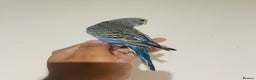 Budgerigars birds for sale: Hand reared budgies for sale  - Advert 11