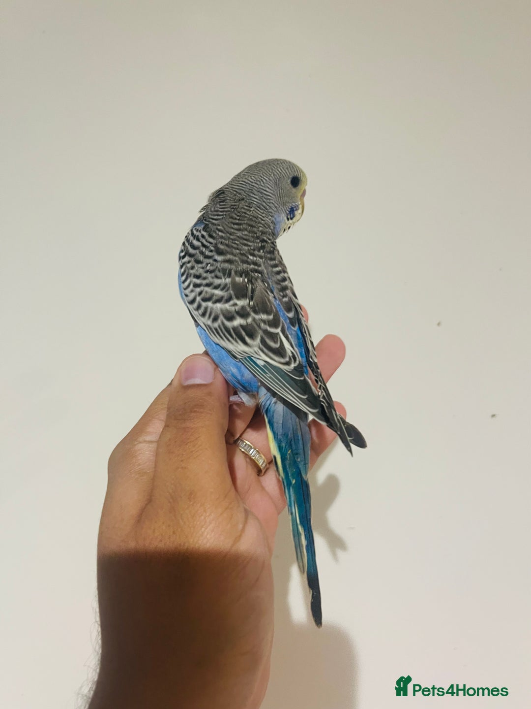 Budgerigars birds for sale: Hand reared budgies for sale  - Advert 11