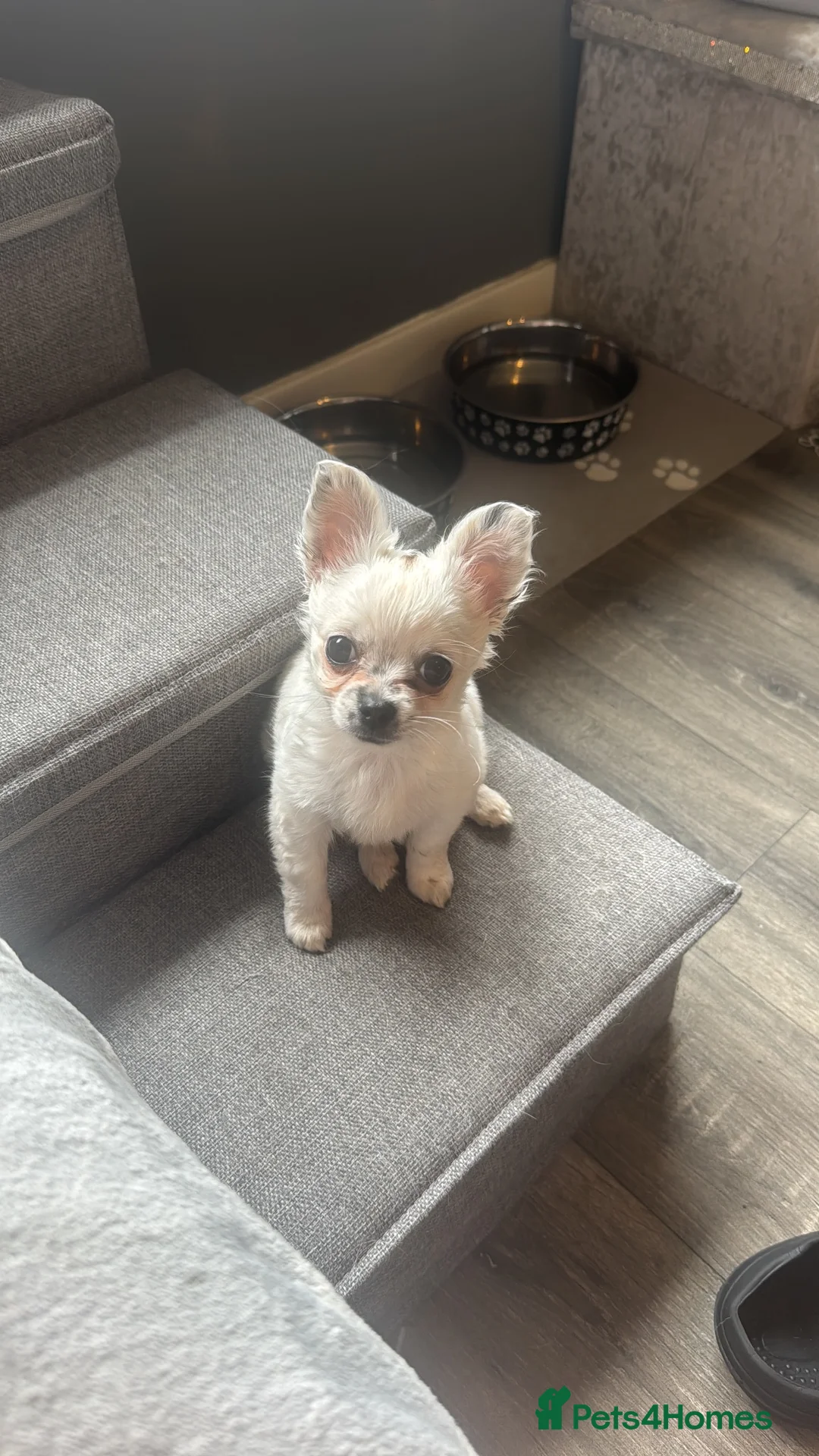 Chihuahua dogs for sale: Chihuahua puppy  - Advert 1