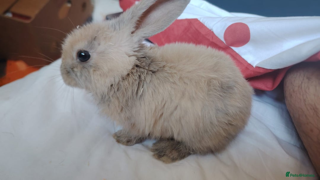 Mini Lop rabbits for sale: Mini Lops Male 6 Weeks Old Carterton, Oxford - Image 2