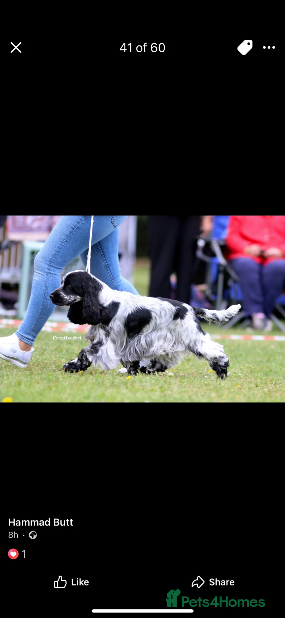 Cocker Spaniel dogs for stud: KC Registered SHOW Cocker spaniel For STUD - Advert 2